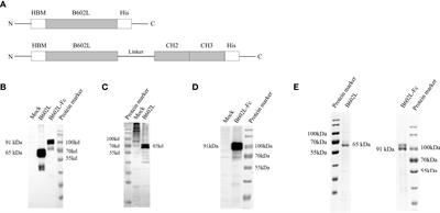 B602L-Fc fusion protein enhances the immunogenicity of the B602L protein of the African swine fever virus